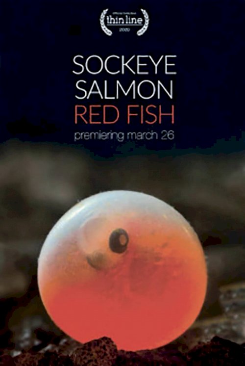 Sockeye Salmon. Red Fish - poster