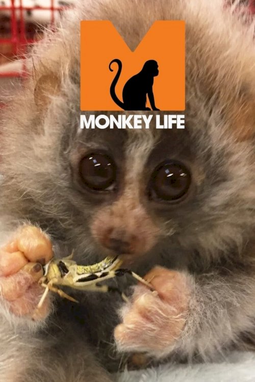 Monkey Life - poster