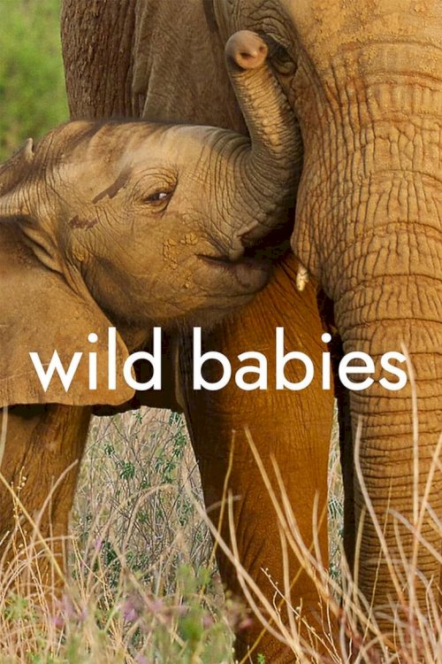 Wild Babies - poster
