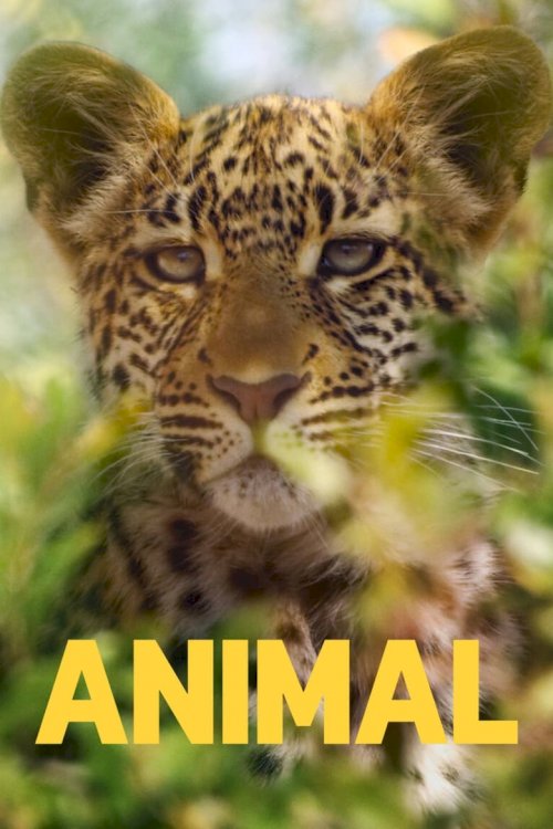 Удивительные животные - постер