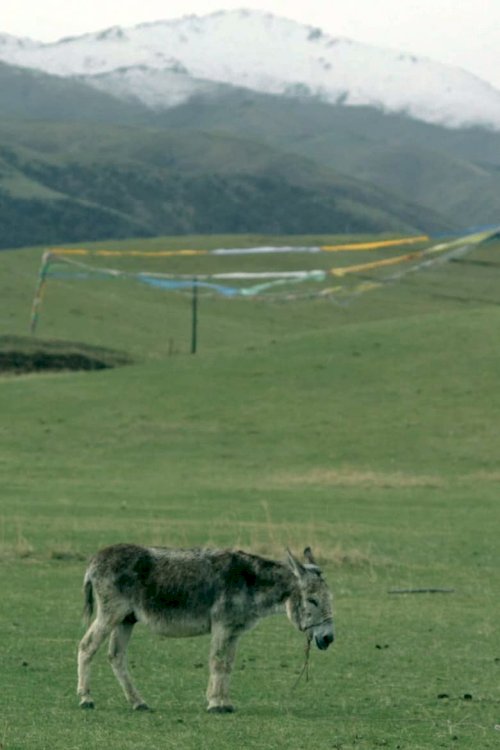 The Boys and the Donkey - poster