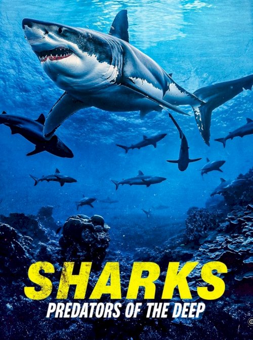 Sharks: Predators of the Deep - постер